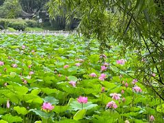 -范蠡湖公园