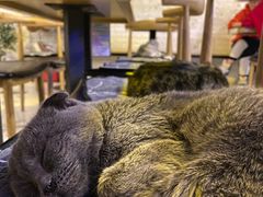 -平行世界·猫咖(首经贸店)