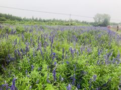 -北京东方普罗旺斯薰衣草庄园