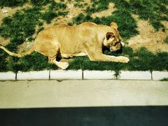 -北京野生动物园