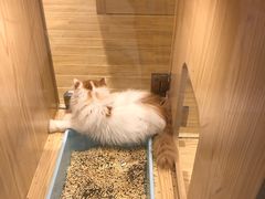 -屋虎猫馆(宝安大仟里店)