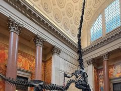 -美国自然历史博物馆