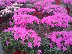 android_upload_pic-中环花鸟鱼虫市场