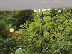 -MAISON门前杂货店