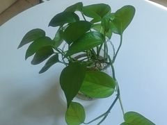 -洛阳宴·洛阳菜(南昌路店)