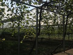 -白鹿原葡萄主题公园