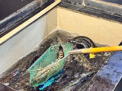 -百岁鱼(人民路店)