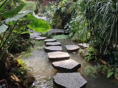 -深圳仙湖植物园