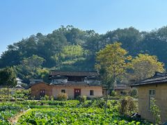 -福建土楼（华安）旅游区•大地土楼群