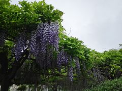 -嘉定紫藤园