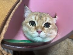 -半岛宠物医院24小时(科华中路店)