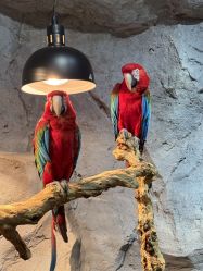 -Zoolung Zoolung动物主题公园(海信广场店)