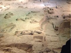 -自贡恐龙博物馆