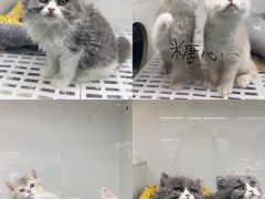 -lincat·猫舍(广州店)