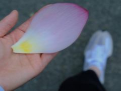 -荷塘月色湿地公园·向阳花洲