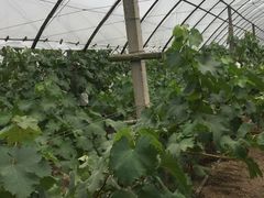 -马陆小张葡萄园农家乐