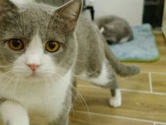 -猫大福·Fortune Cat猫舍(百子湾店)