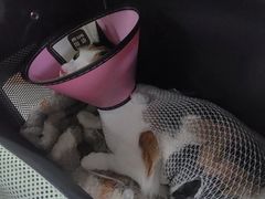 -联合动物医院(光谷诊疗中心)
