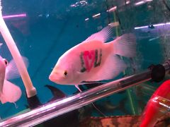 -双季花艺园艺市场(浦东店)