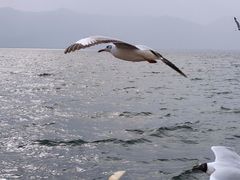 -大理洱海