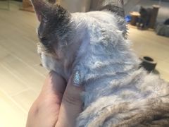 -momokira米努特·德文卷毛猫·棉花面纱犬