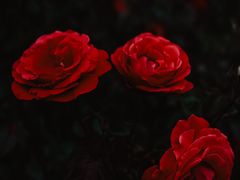 -香蜜公园