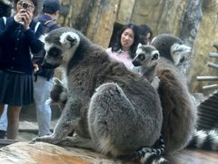 -灵玲国际马戏城