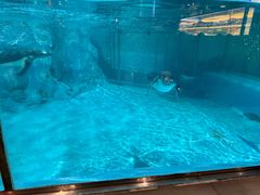 -帝企鹅自助餐厅•儿童岛•真企鹅(长隆企鹅酒店)