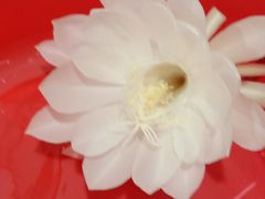 -小八仙·宴(三峡茶庄店)