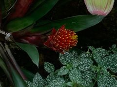 -昆明植物园