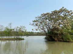 -大湾区中央湿地公园