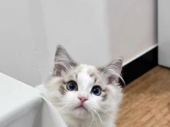 -猫十亿·布偶金渐层·曼基康矮脚猫舍(青年路店)