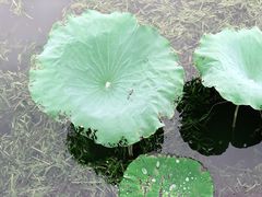 -西山漾湿地公园