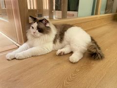 -猫腻·猫咖·撸猫馆(星光大道店)