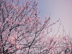 -上海辰山植物园