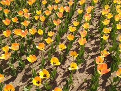 -长春公园(普阳街道)