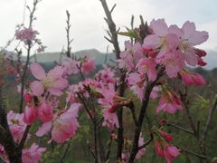 -田野绿世界