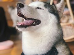 -Husky Go! 哈士奇体验馆·宠物咖啡厅狗咖