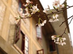 -武汉大学-樱园