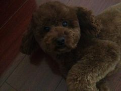 -A猫a狗全科·犬猫异宠·芥西宠物医院(南开总院)
