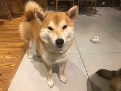 -柴务处·柴犬主题狗咖