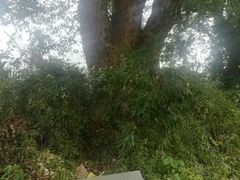 -西湖风景区十里琅珰-五云山