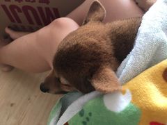 -PETKIT 小佩宠物·低压洗护·美容·寄养(安远店)