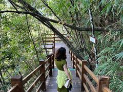 -海南霸王岭国家森林公园
