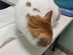 -纳吉亚猫专科动物医院博雅分院