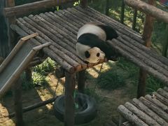 -大连森林动物园