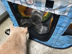 -momokira米努特·德文卷毛猫·棉花面纱犬