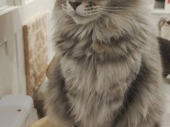 -楼上猫咖(罗湖店)