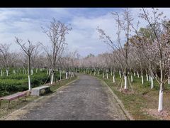 -上海海湾国家森林公园