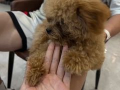 -柴犬小屋·柴餐厅·狗咖食堂(金鼎广场店)